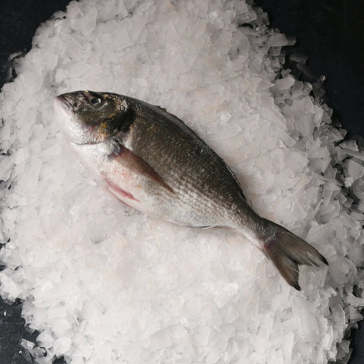 Çipura Taze Dondurulmuş  5 kg kasa