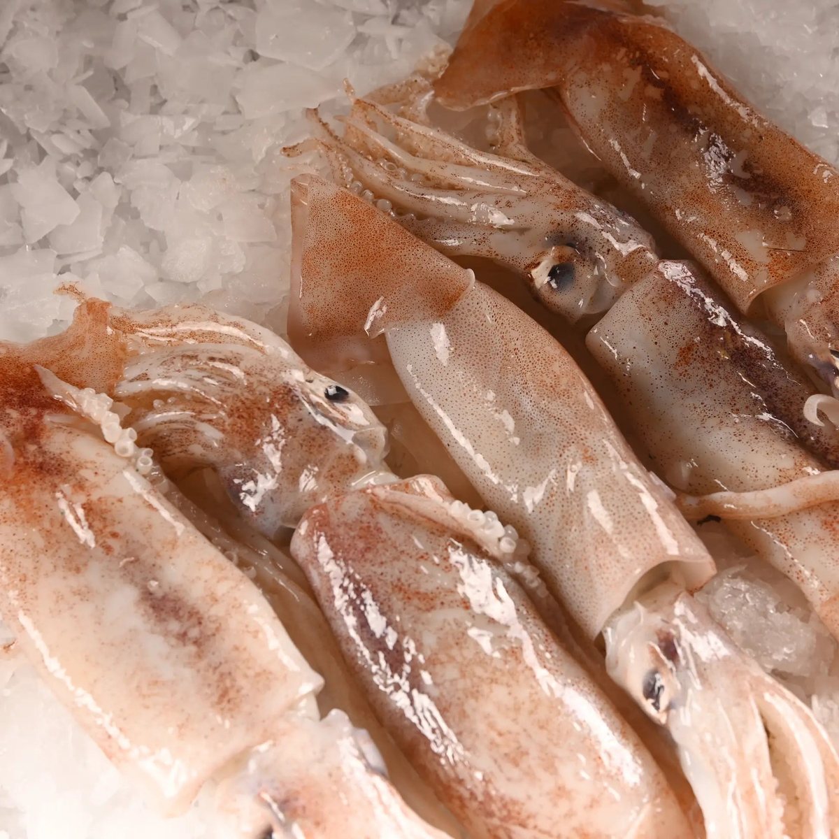 Kalamar (Bülbül) 1 Kg