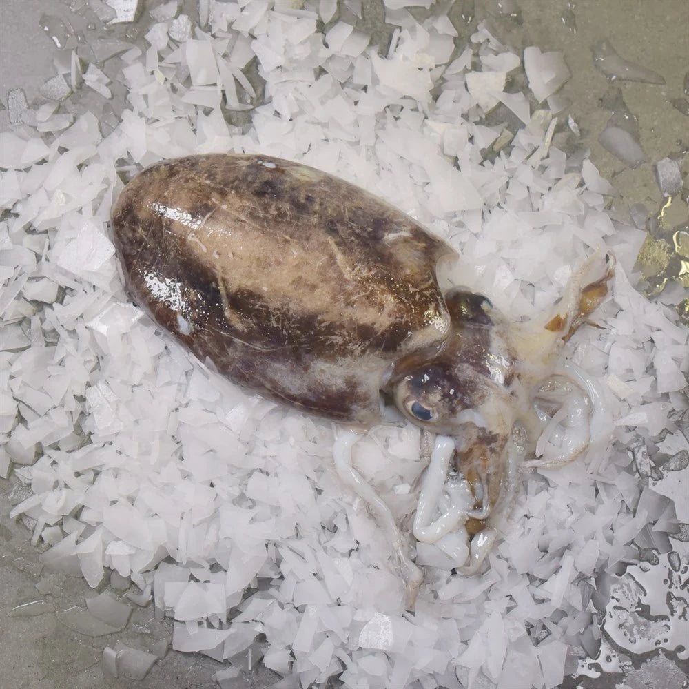Kalamar Sübye 1 Kg