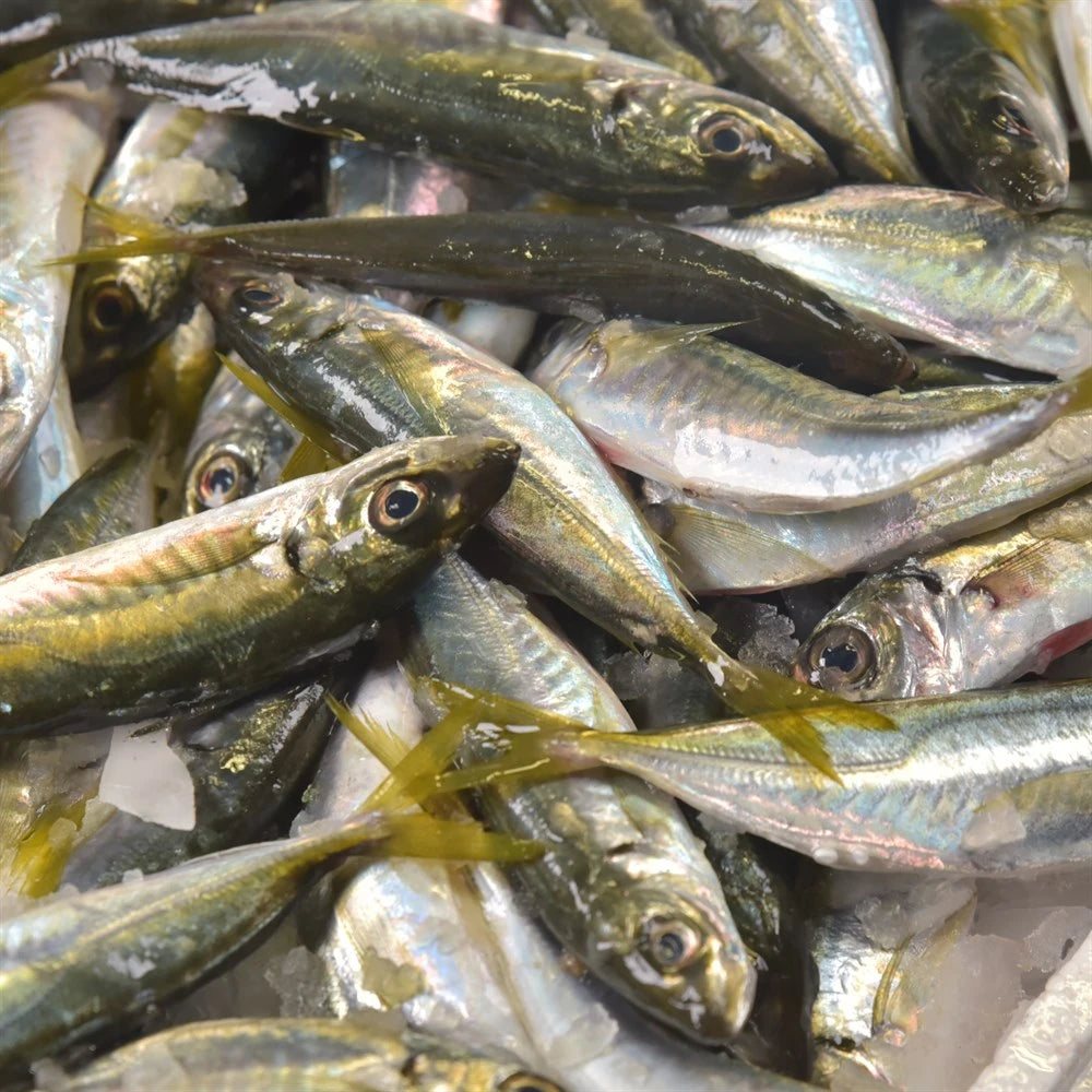 Karadeniz İstavrit (5 Kg Kasa)