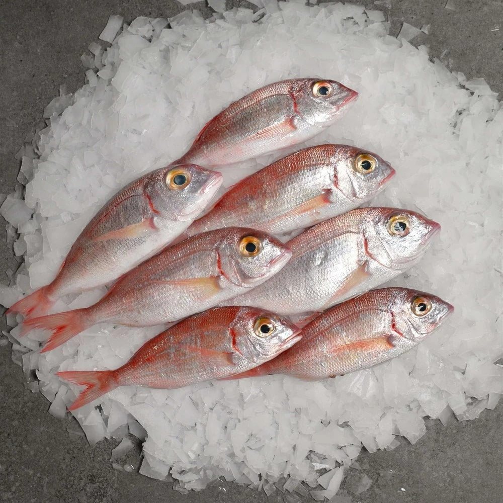 Mercan Balığı 5 Kg Kasa