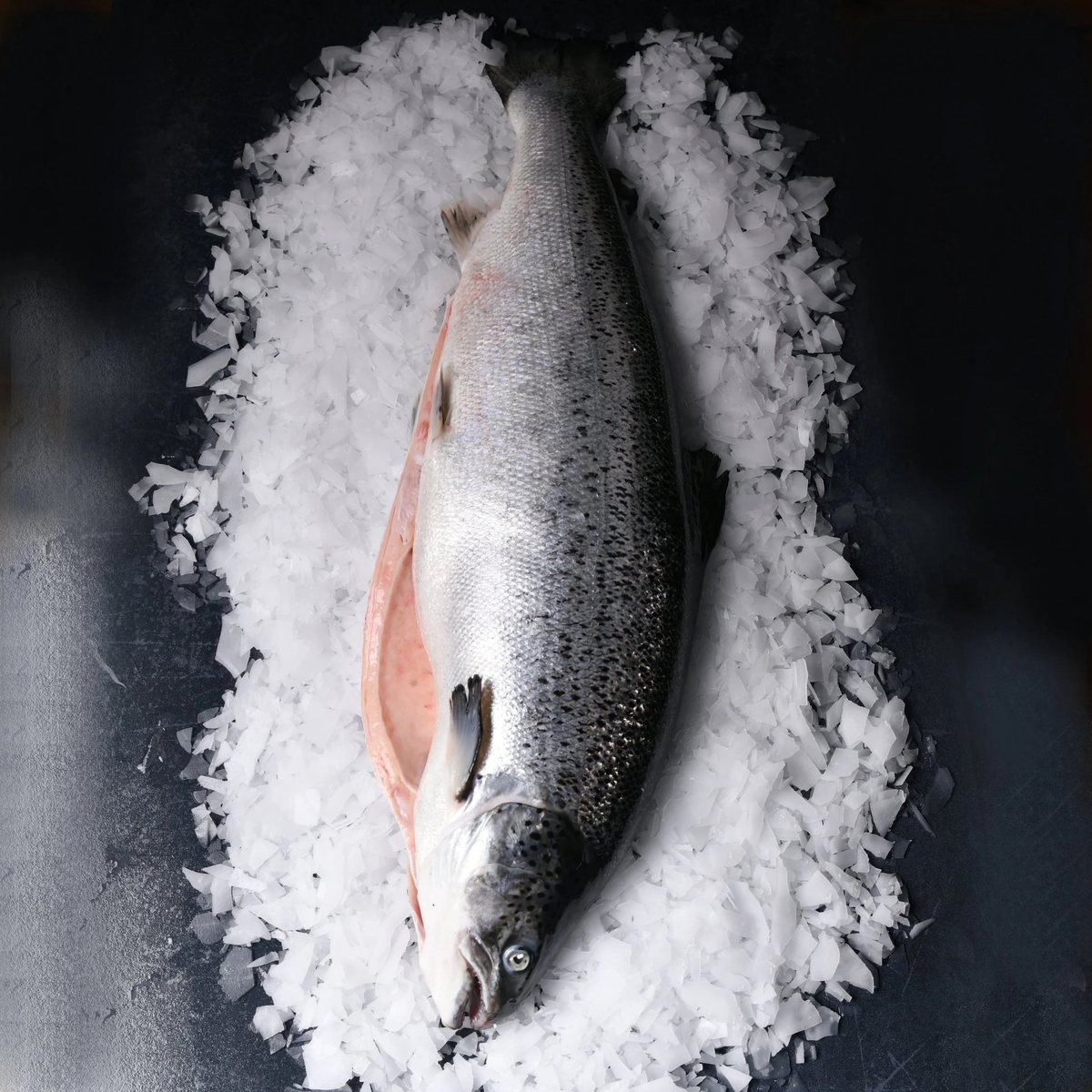 Norveç Somon 5/6 Kg