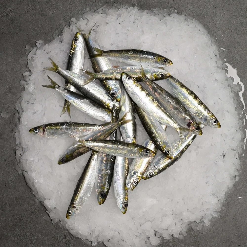 Sardalya Taze   (5 Kg Kasa)
